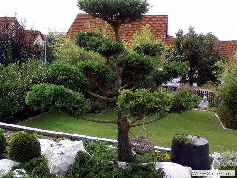 Sicheltannen-Formgehoelz nach der Pflege im Juni