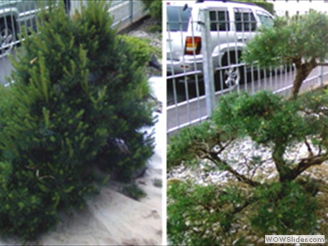 Pflege eines Kiefer-Formgehoelzes