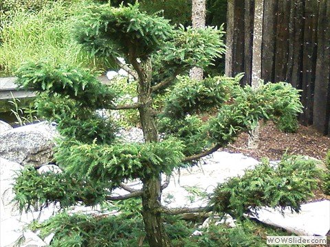 Sicheltannen-Formgehoelz nach der Pflege