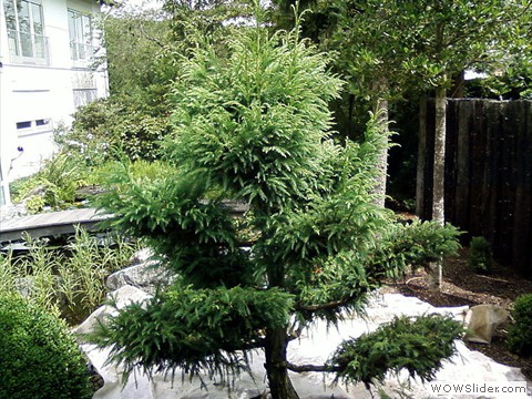 Sicheltannen-Formgehoelze vor der Pflege