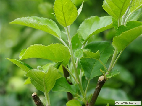 Veredelung von Obstgehoelzen