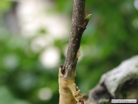 Veredelung von Obstgehoelzen