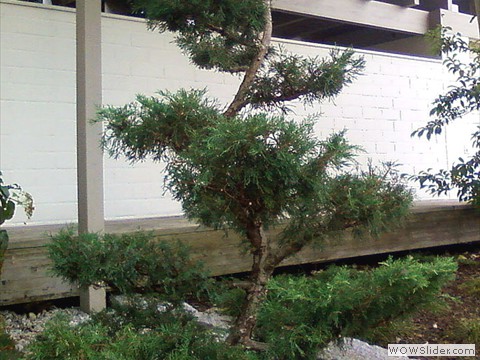 Wacholder-Formgehoelz nach einem 