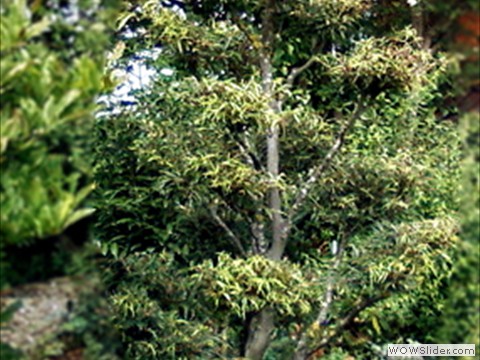 Zum Formgehoelz umgestaltete farnblaettrige Buche