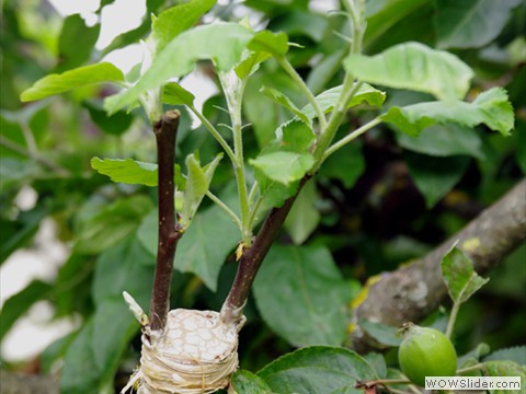 Veredelung von Obstgehoelzen