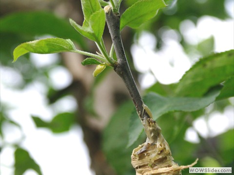 Veredelung von Obstgehoelzen