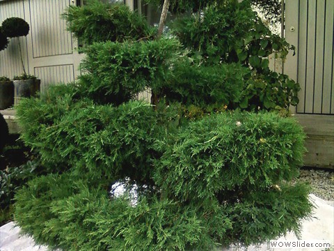 Wachholder-Formgehoelz vor der Pflege